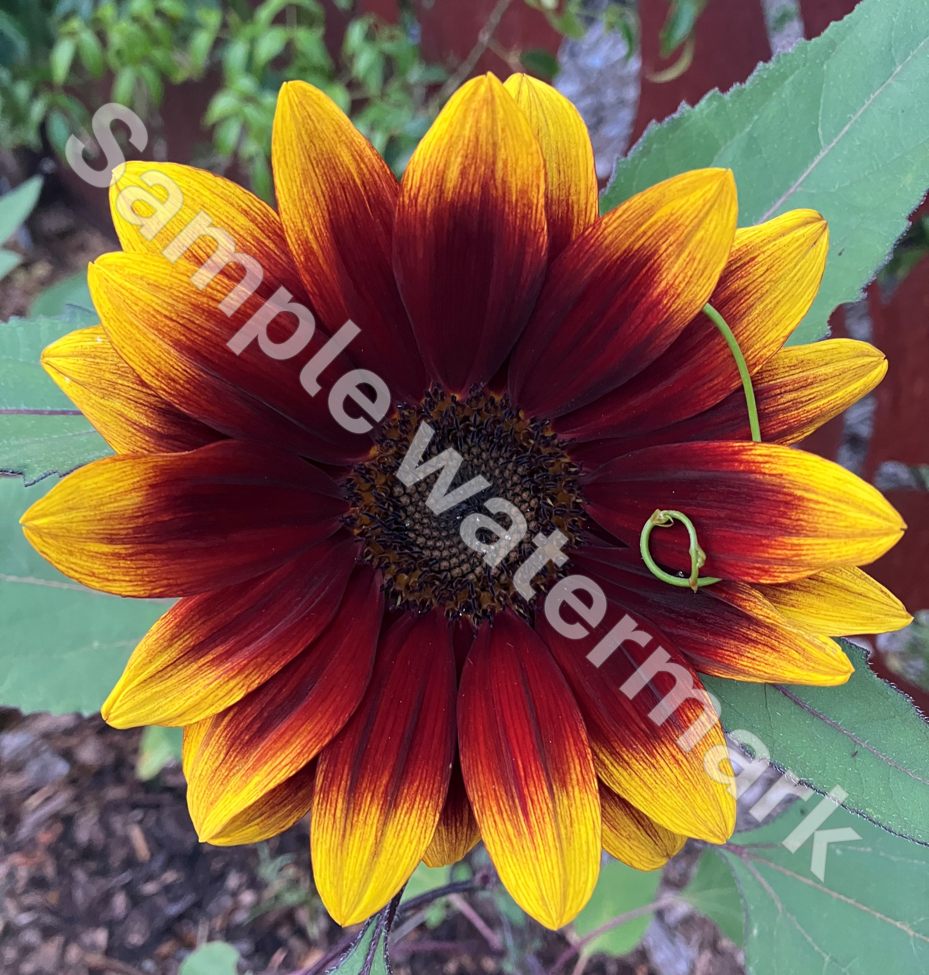 watermarked image